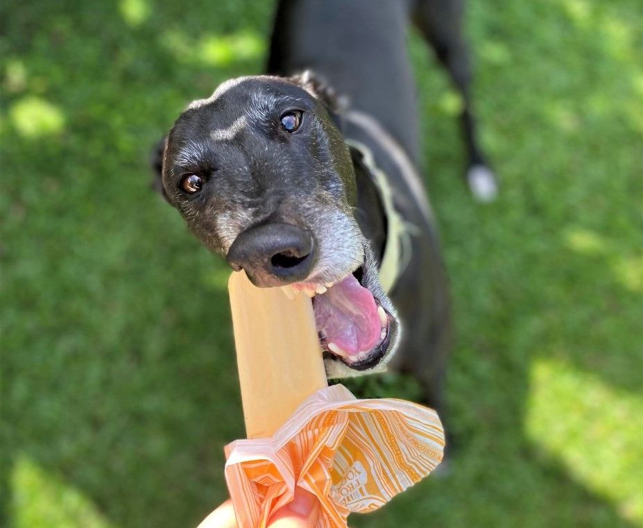 Pet Friendly Accommodation in QLD