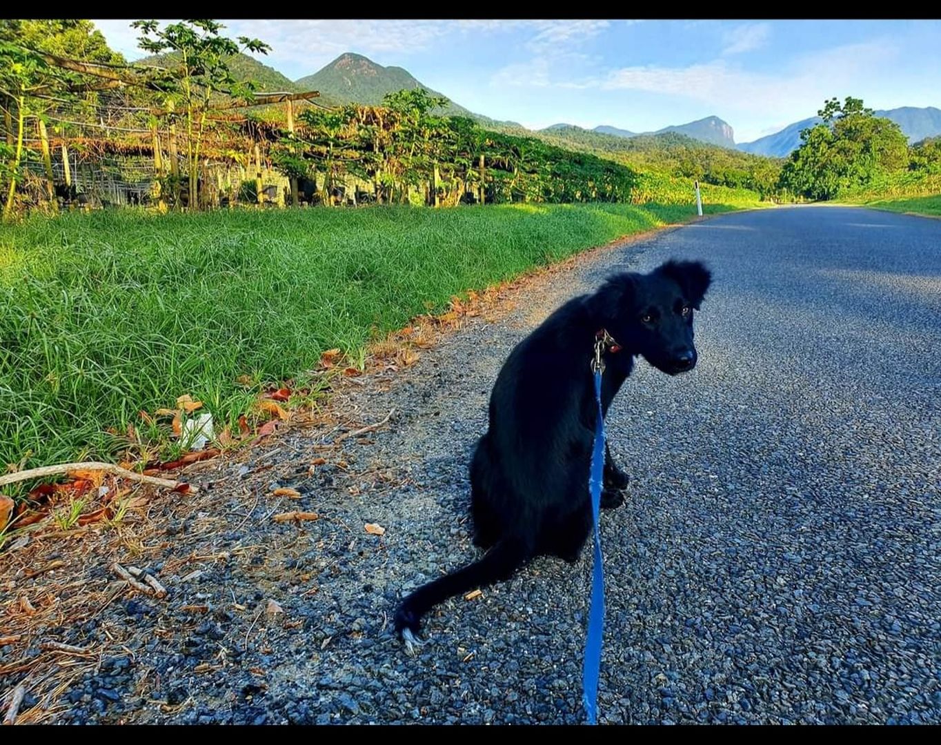 Dependable Pet Friendly Accommodation