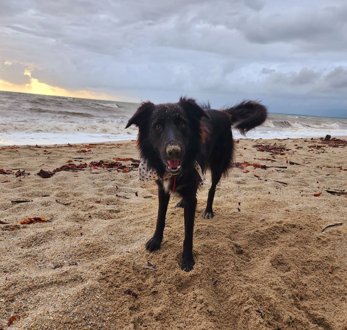 Trusted Pet Friendly Accommodation