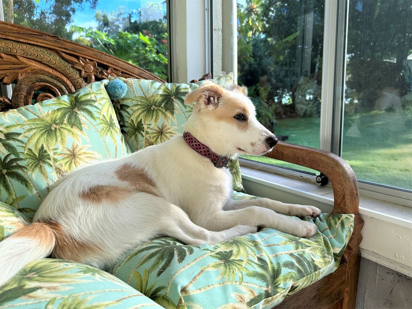 Local Pet Friendly Accommodation in Queensland