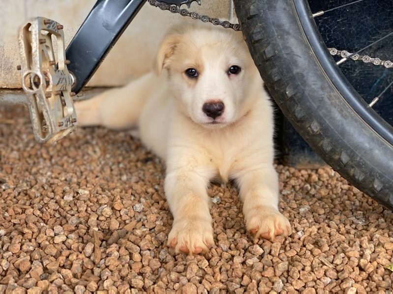 pet friendly accommodation in Port Douglas